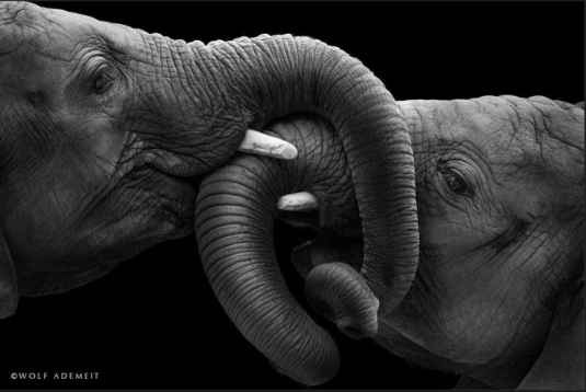 Elephant-Love-8__880
